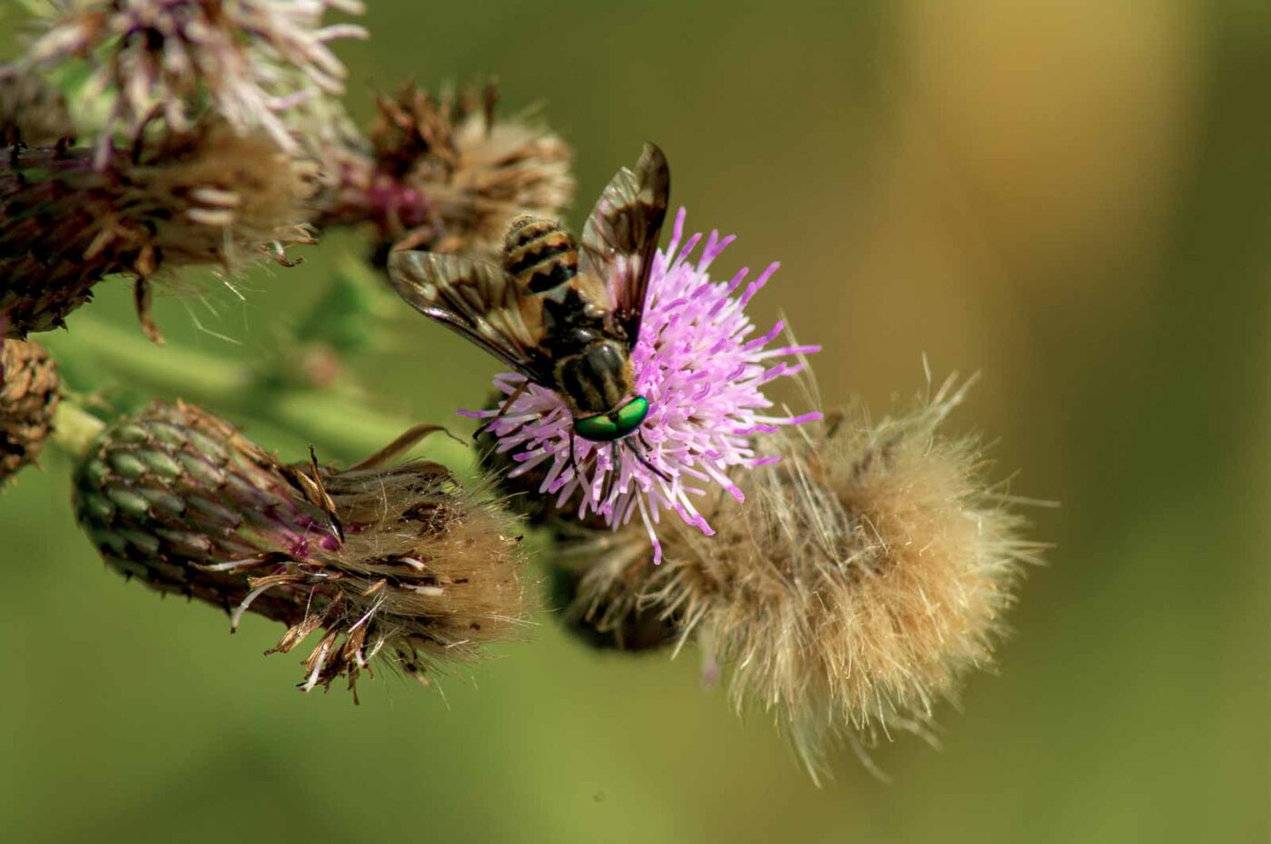 2017-07-08 - NSG Braucksenke Marl