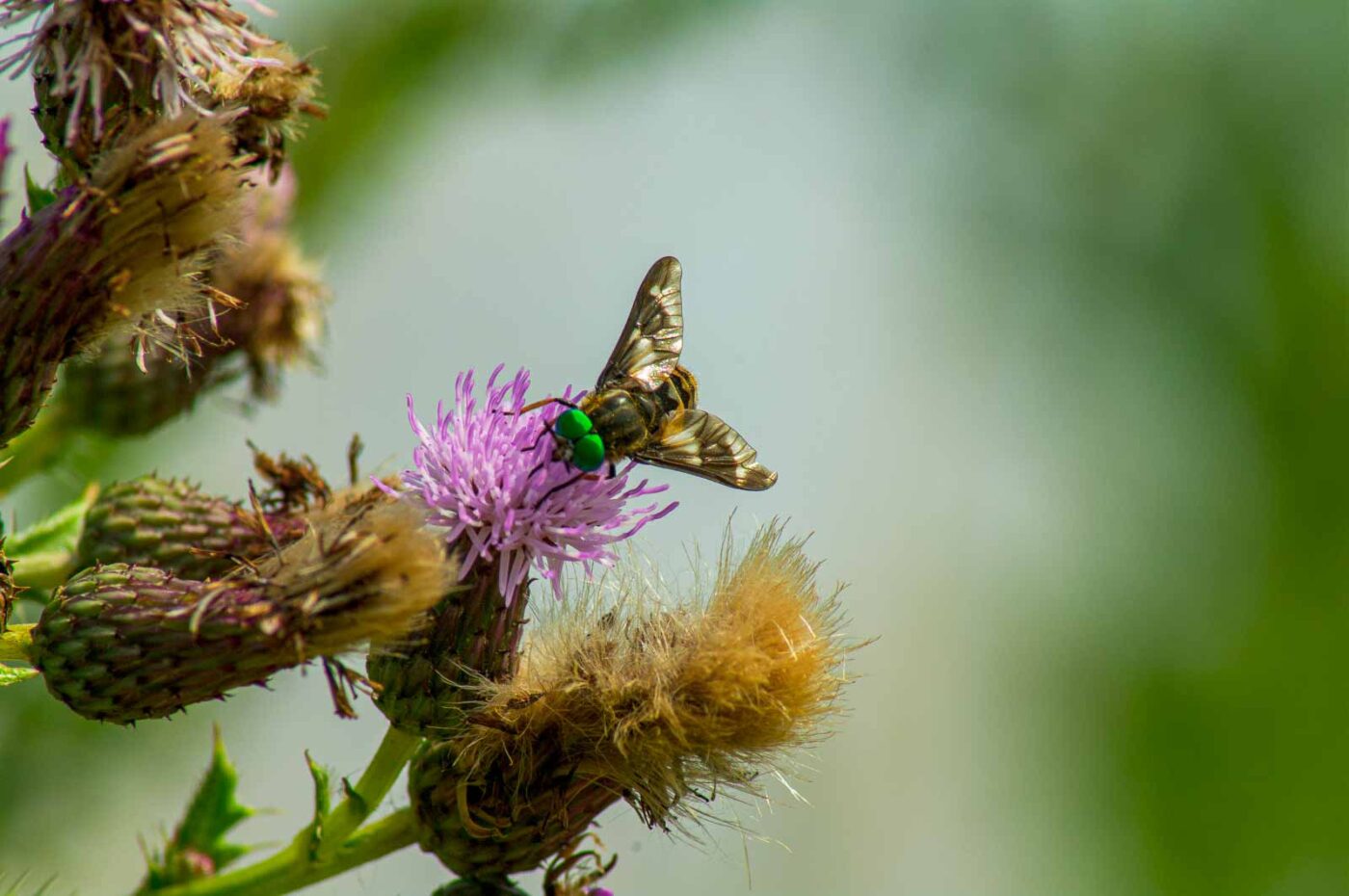 2017-07-08 - NSG Braucksenke Marl