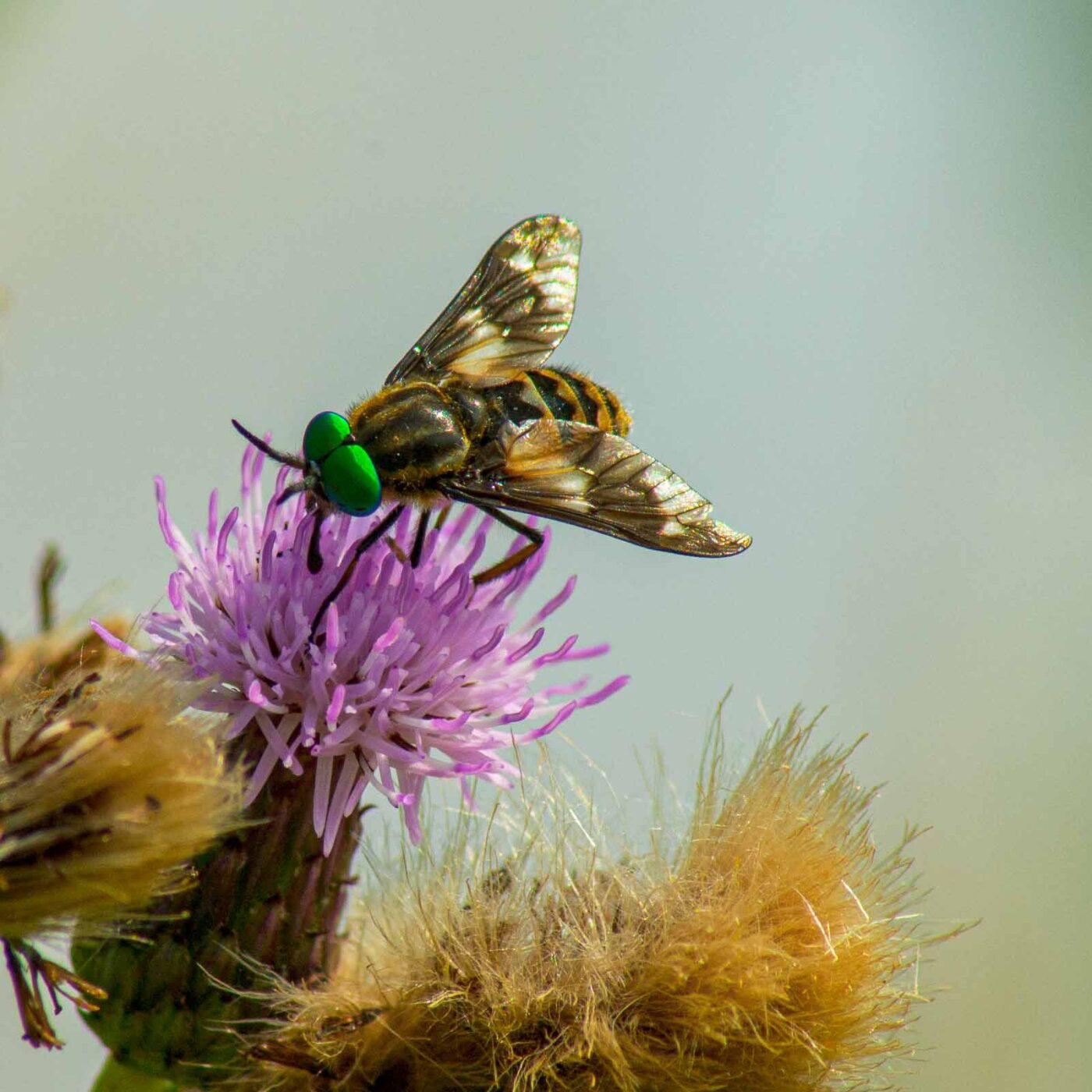 2017-07-08 - NSG Braucksenke Marl