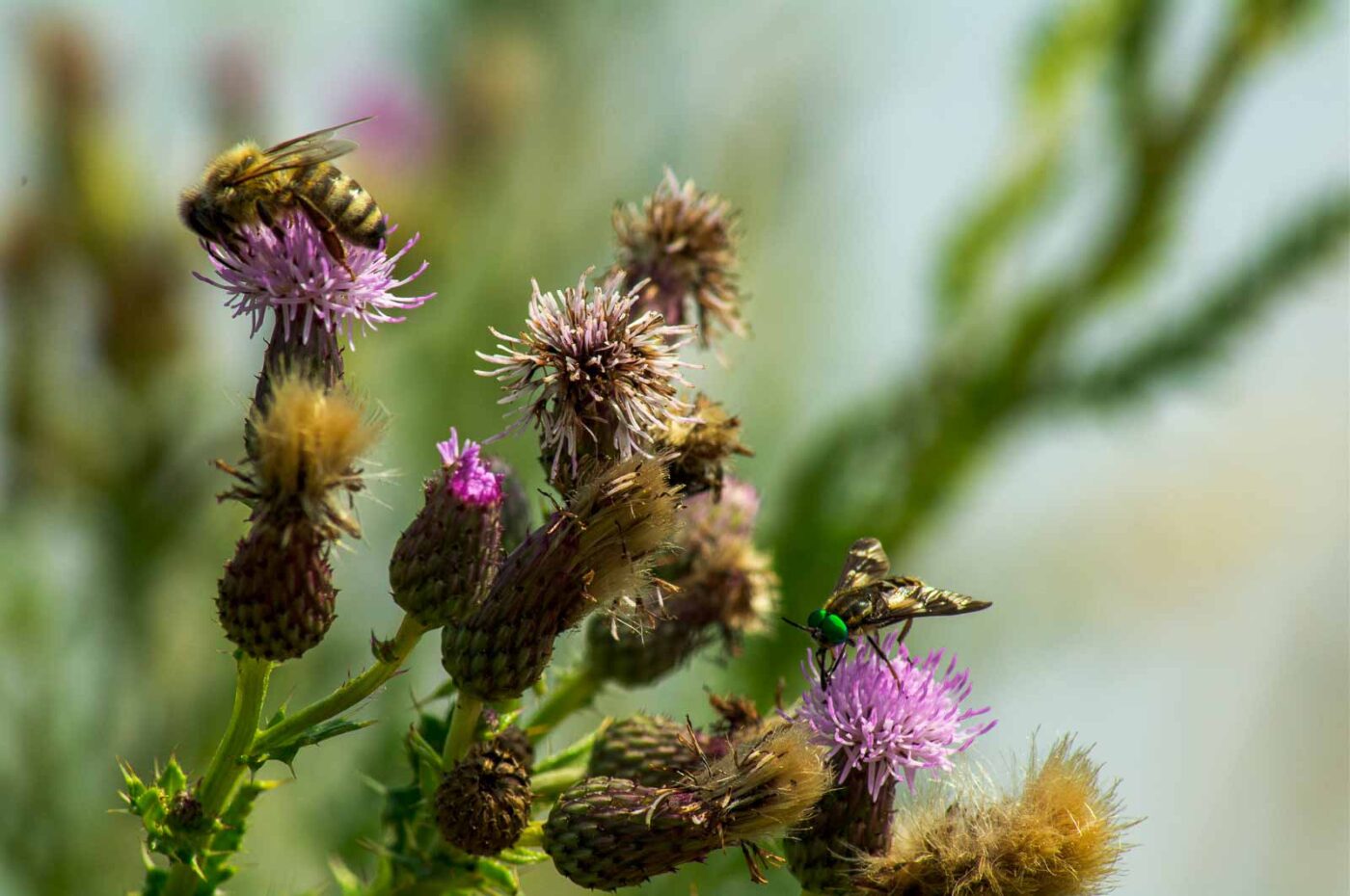 2017-07-08 - NSG Braucksenke Marl