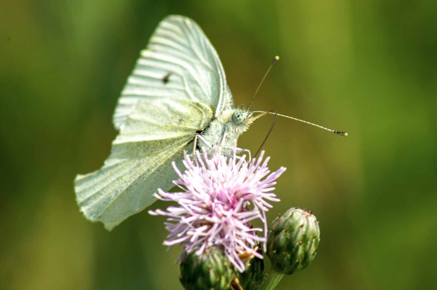 2017-07-08 - NSG Braucksenke Marl