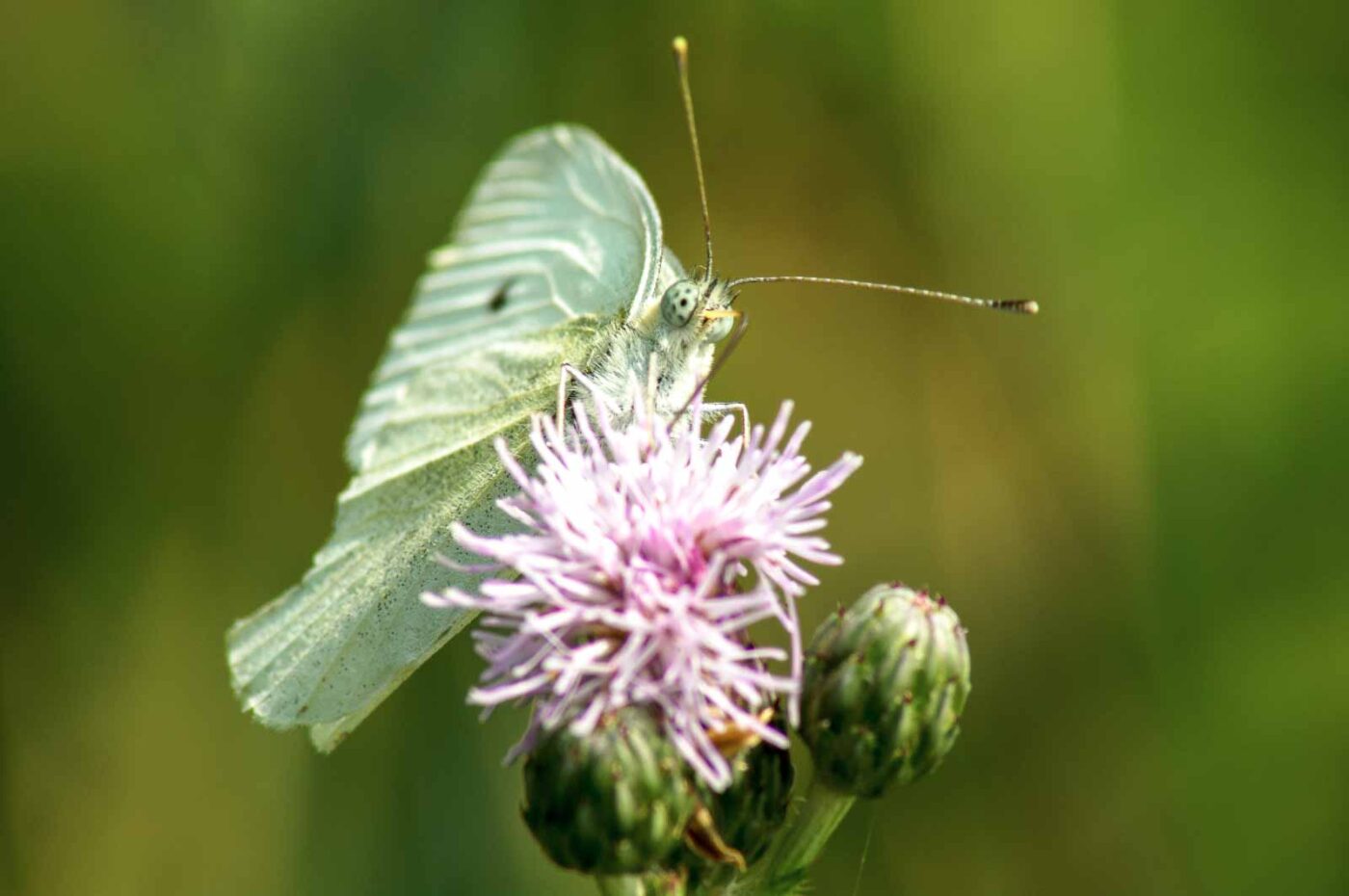 2017-07-08 - NSG Braucksenke Marl