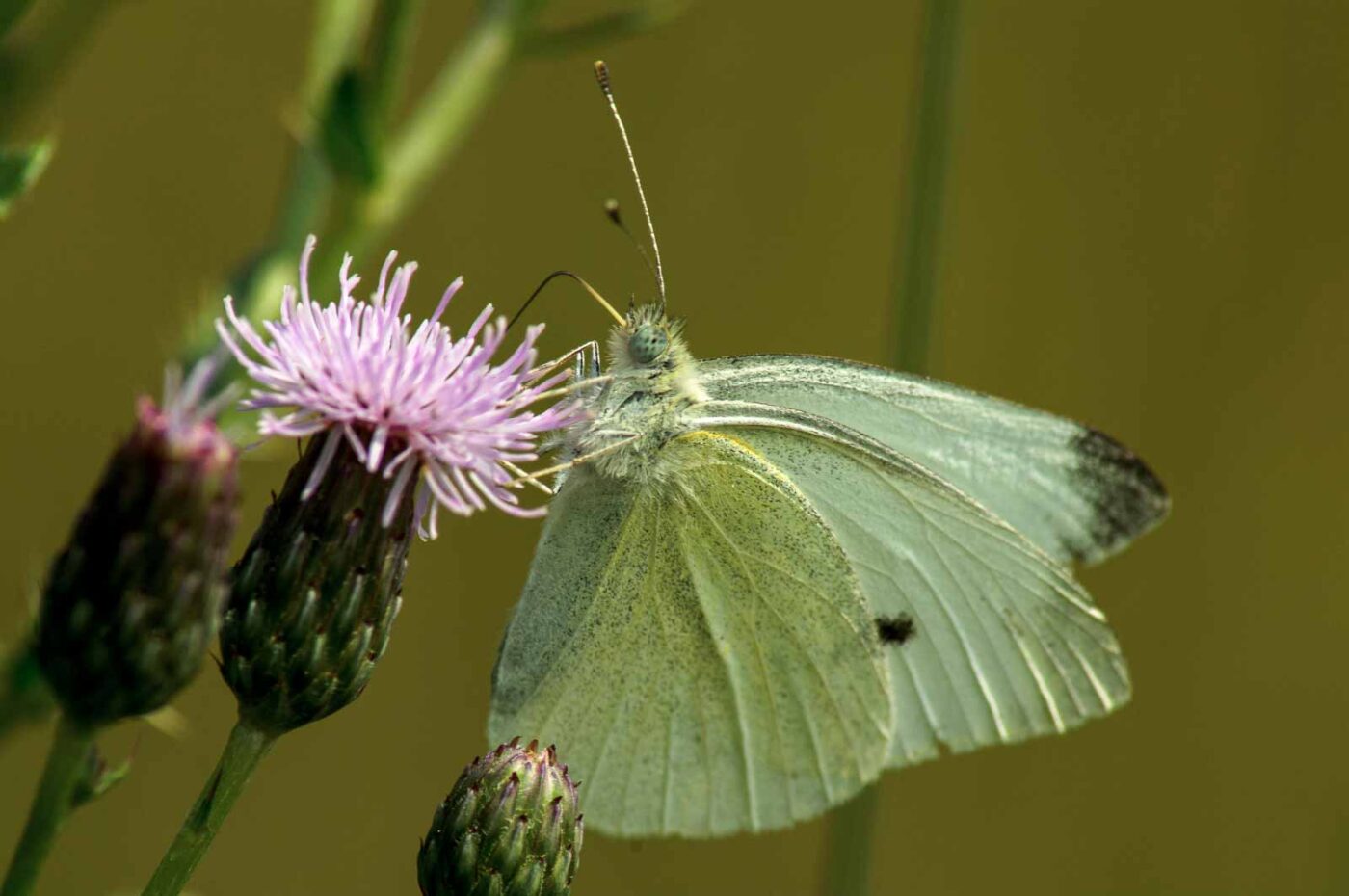 2017-07-08 - NSG Braucksenke Marl