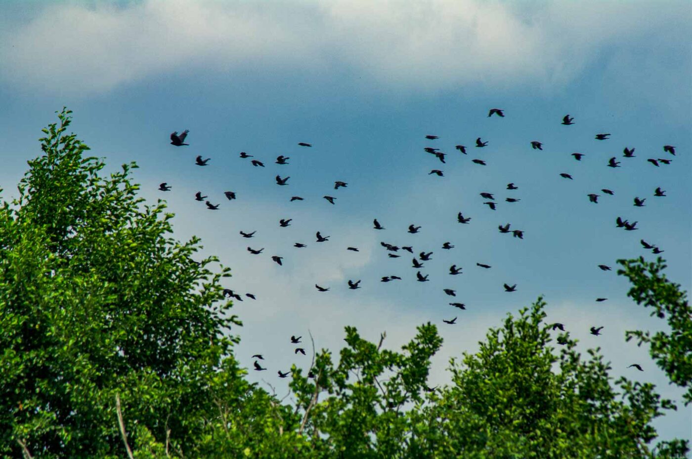 2017-07-08 - NSG Braucksenke Marl