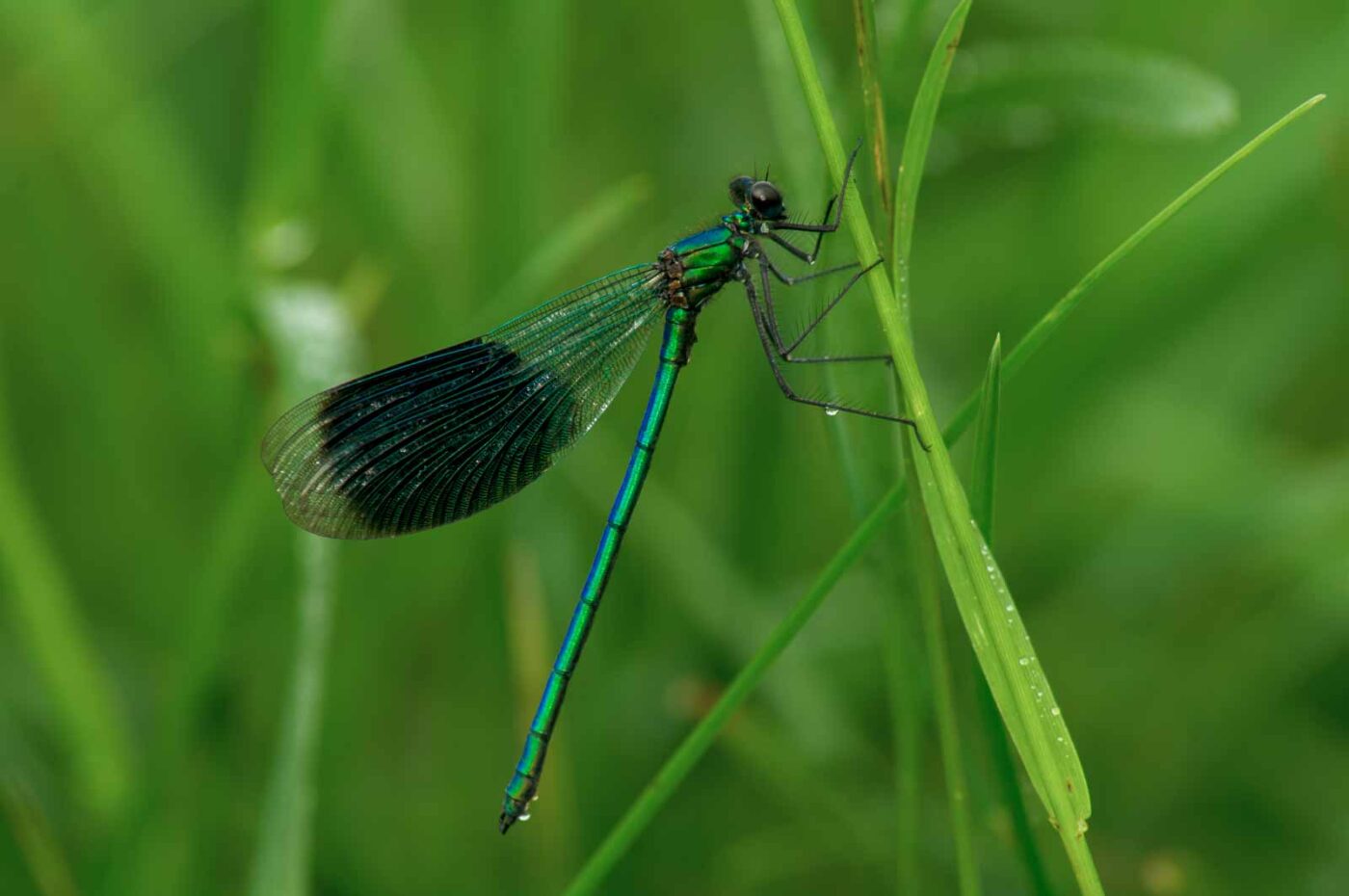 2017-07-08 - NSG Lippewiesen Haltern