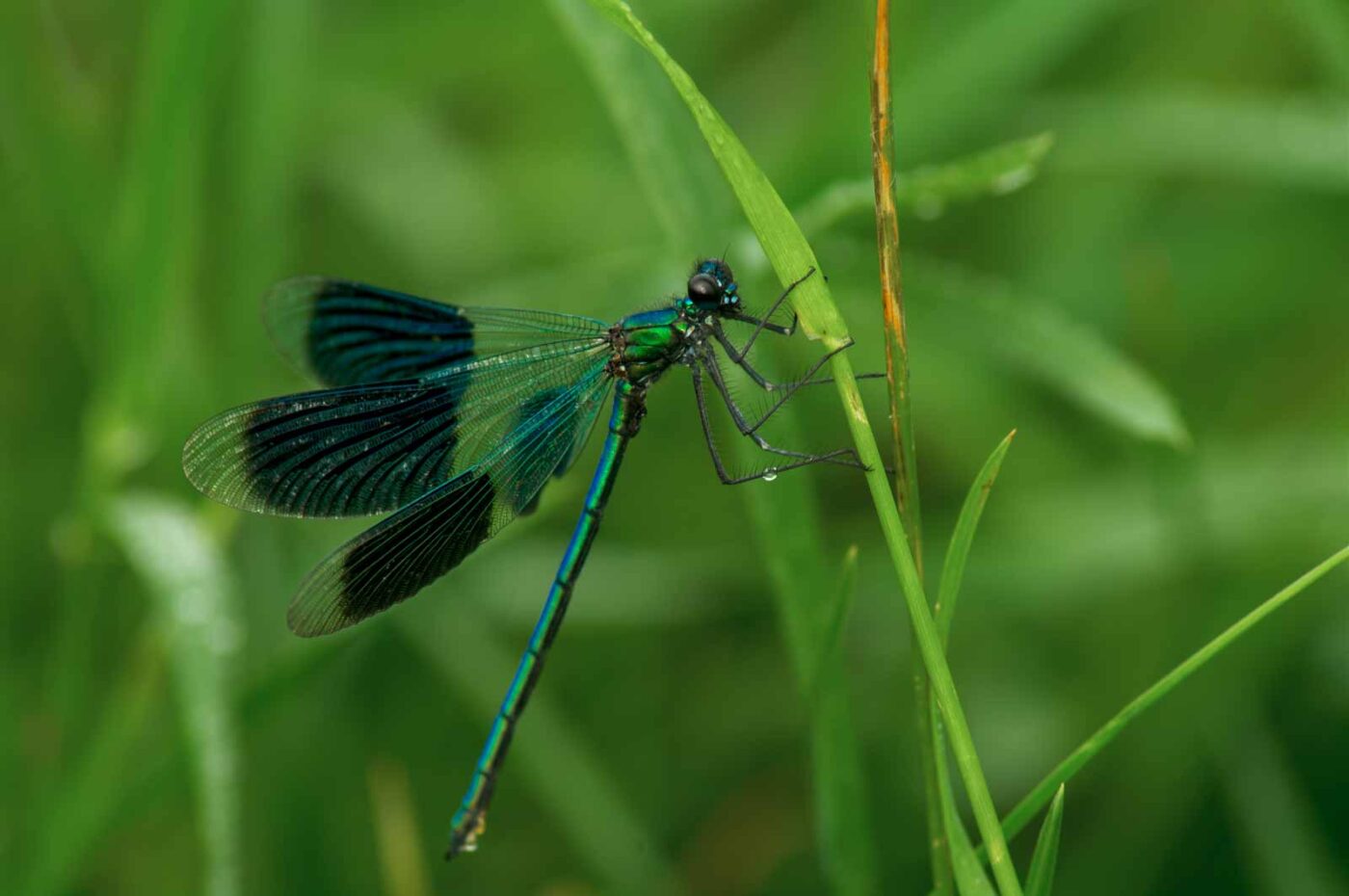 2017-07-08 - NSG Lippewiesen Haltern