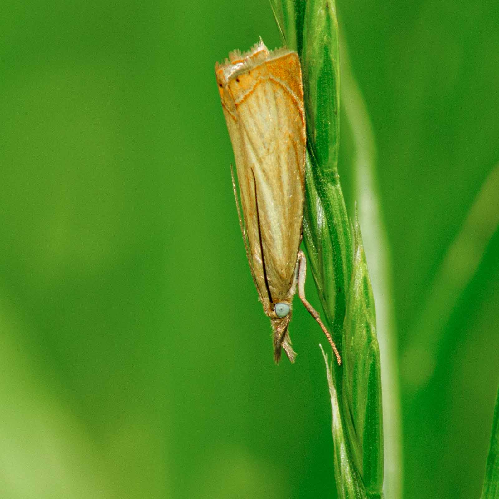 °gelber steppengraszünsler°