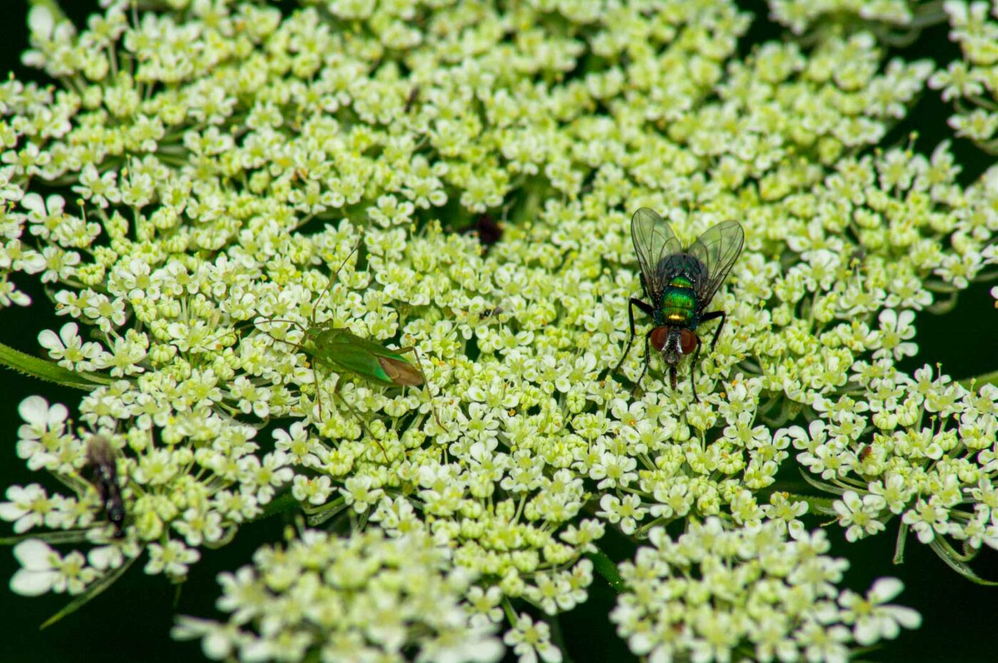 2017-07-11 - NSG Halde Pluto-Wilhelm HER-Wanne