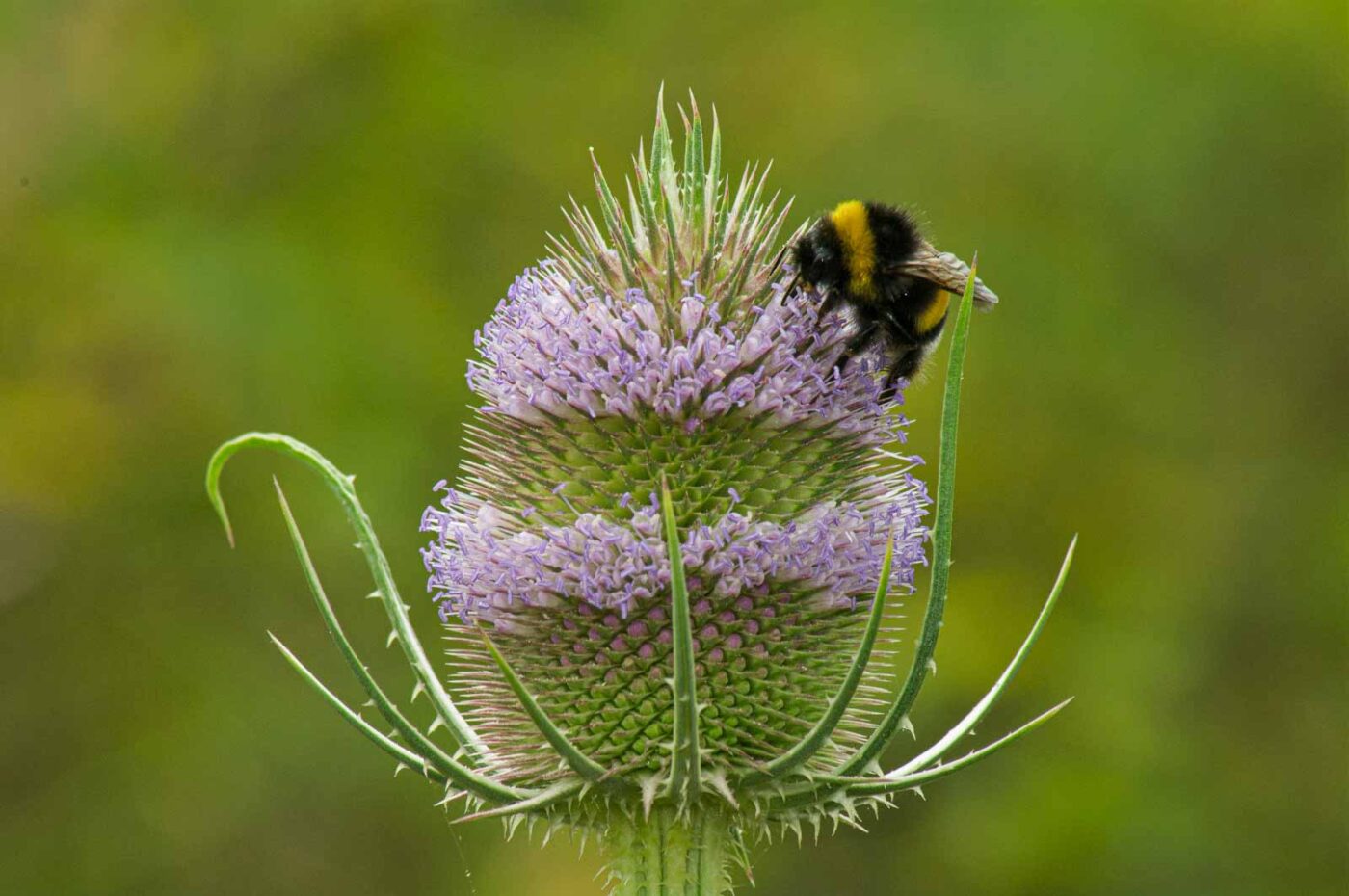 2017-07-11 - NSG Halde Pluto-Wilhelm HER-Wanne
