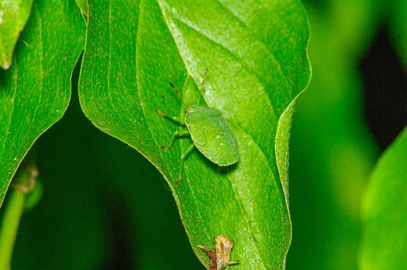 2017-07-11 - NSG Halde Pluto-Wilhelm HER-Wanne
