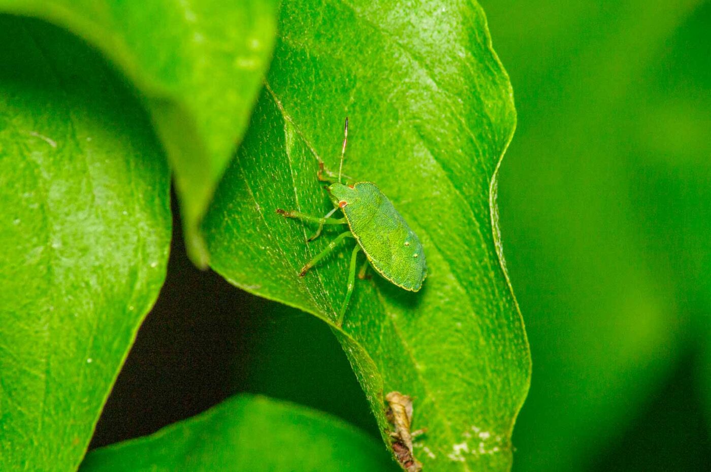 2017-07-11 - NSG Halde Pluto-Wilhelm HER-Wanne