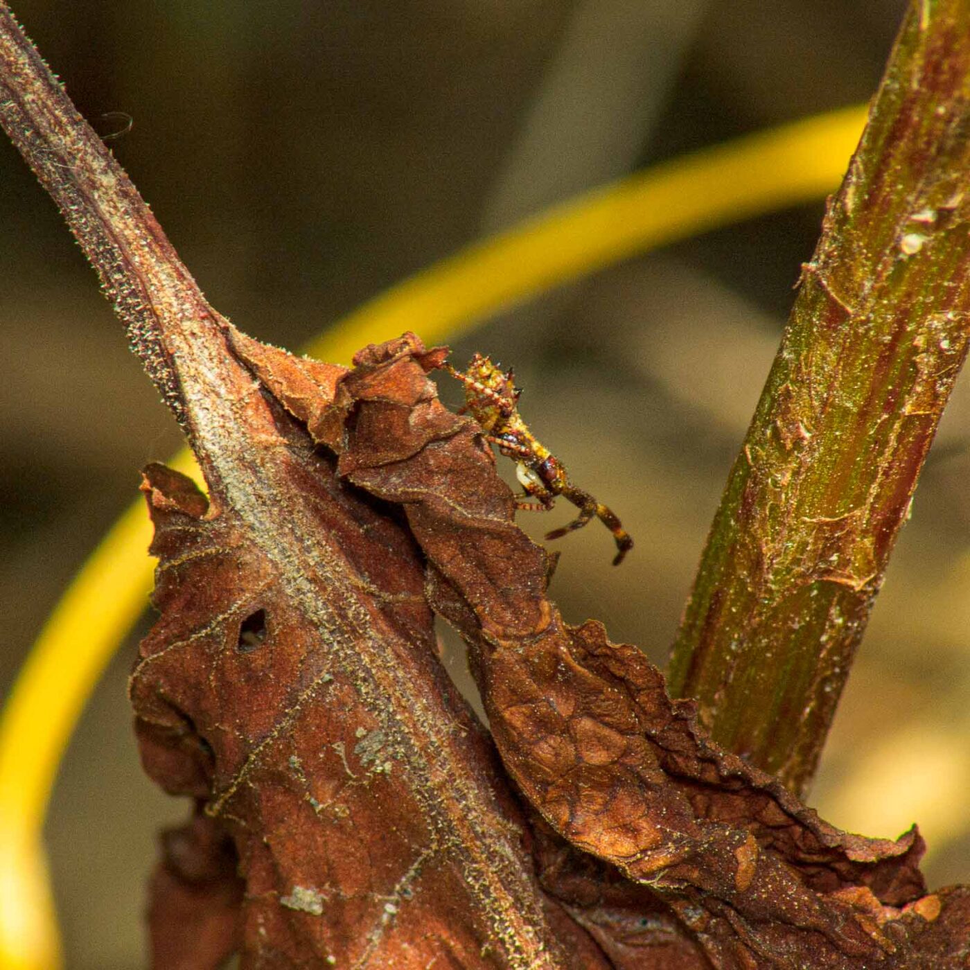 2017-07-11 - NSG Halde Pluto-Wilhelm HER-Wanne