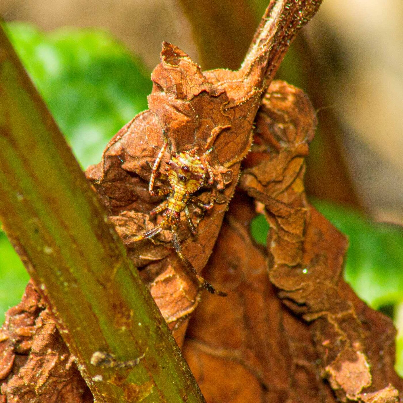 2017-07-11 - NSG Halde Pluto-Wilhelm HER-Wanne