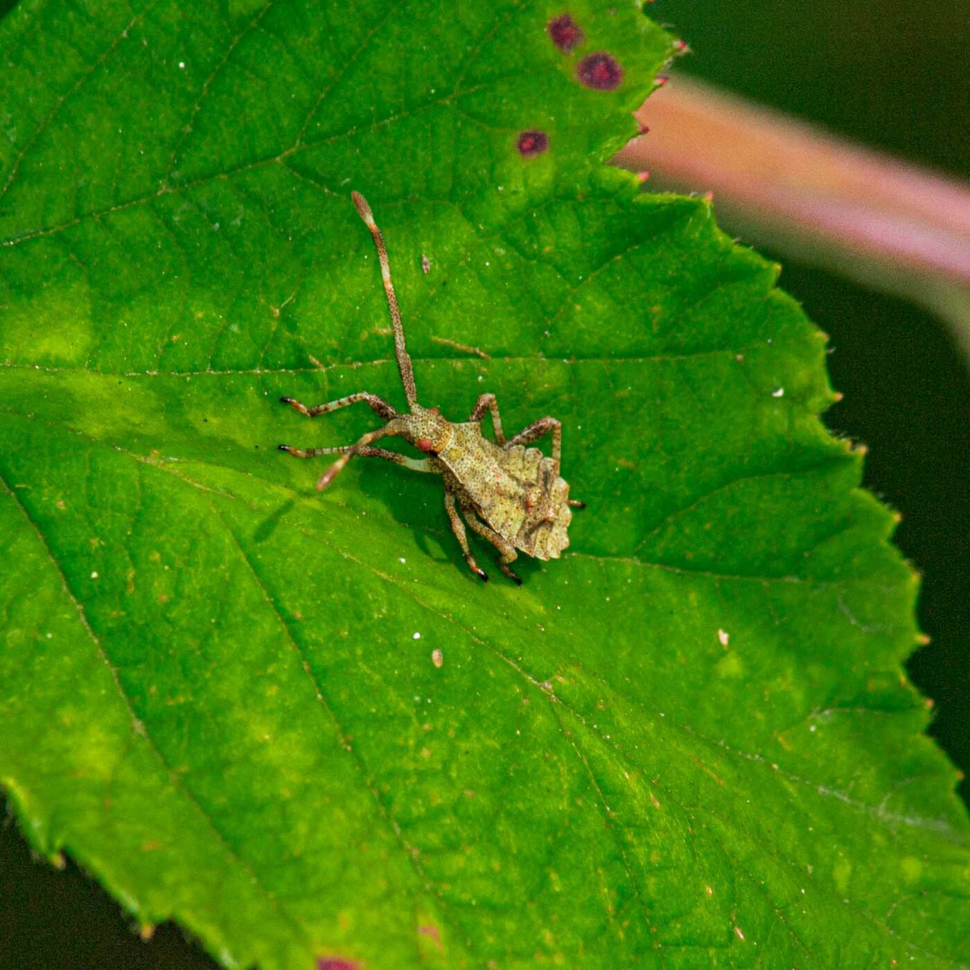 2017-07-11 - NSG Halde Pluto-Wilhelm HER-Wanne
