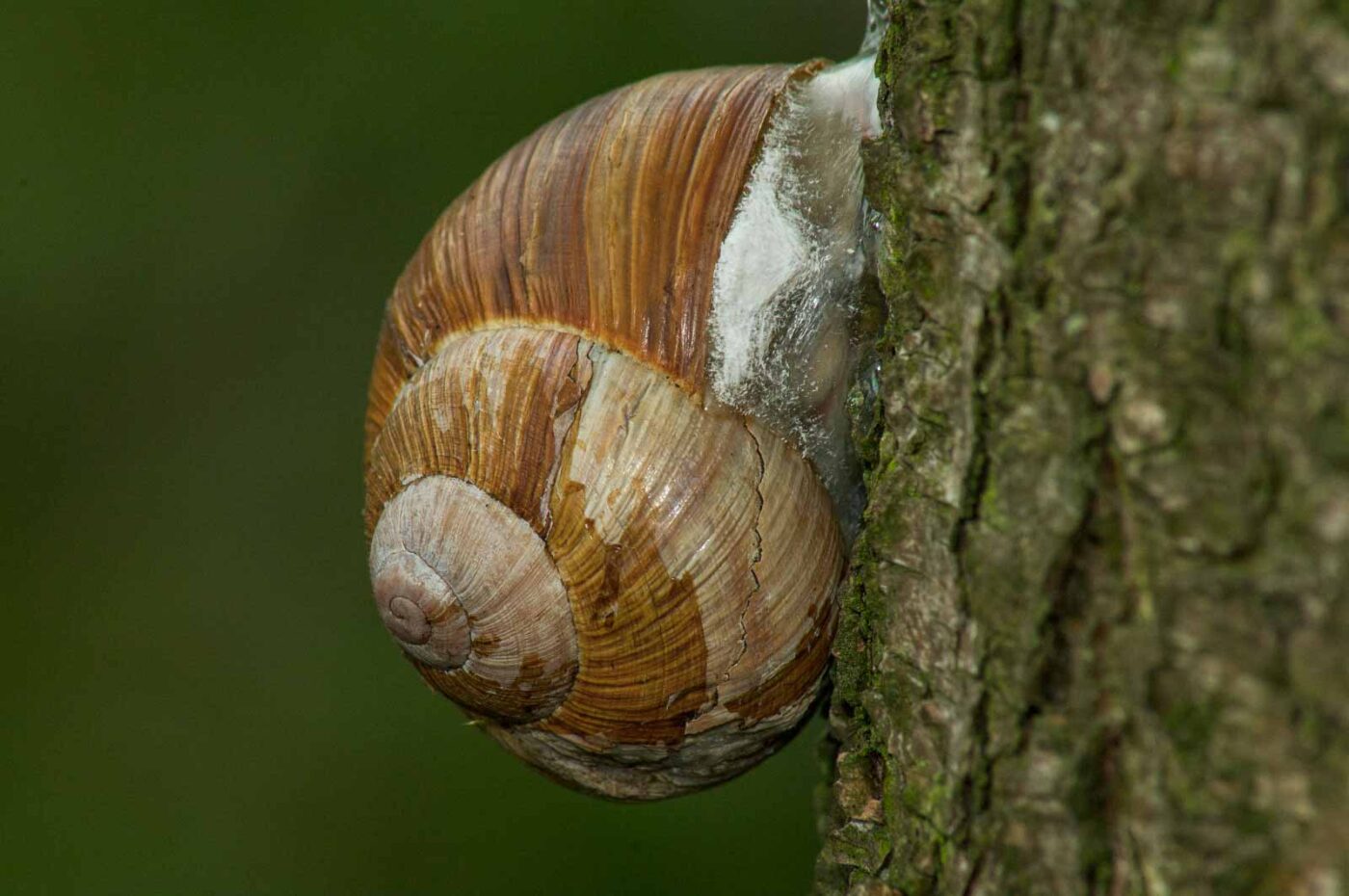 2017-07-11 - NSG Halde Pluto-Wilhelm HER-Wanne