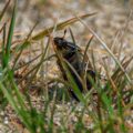 2017-07-13 - NSG Westruper Heide Haltern