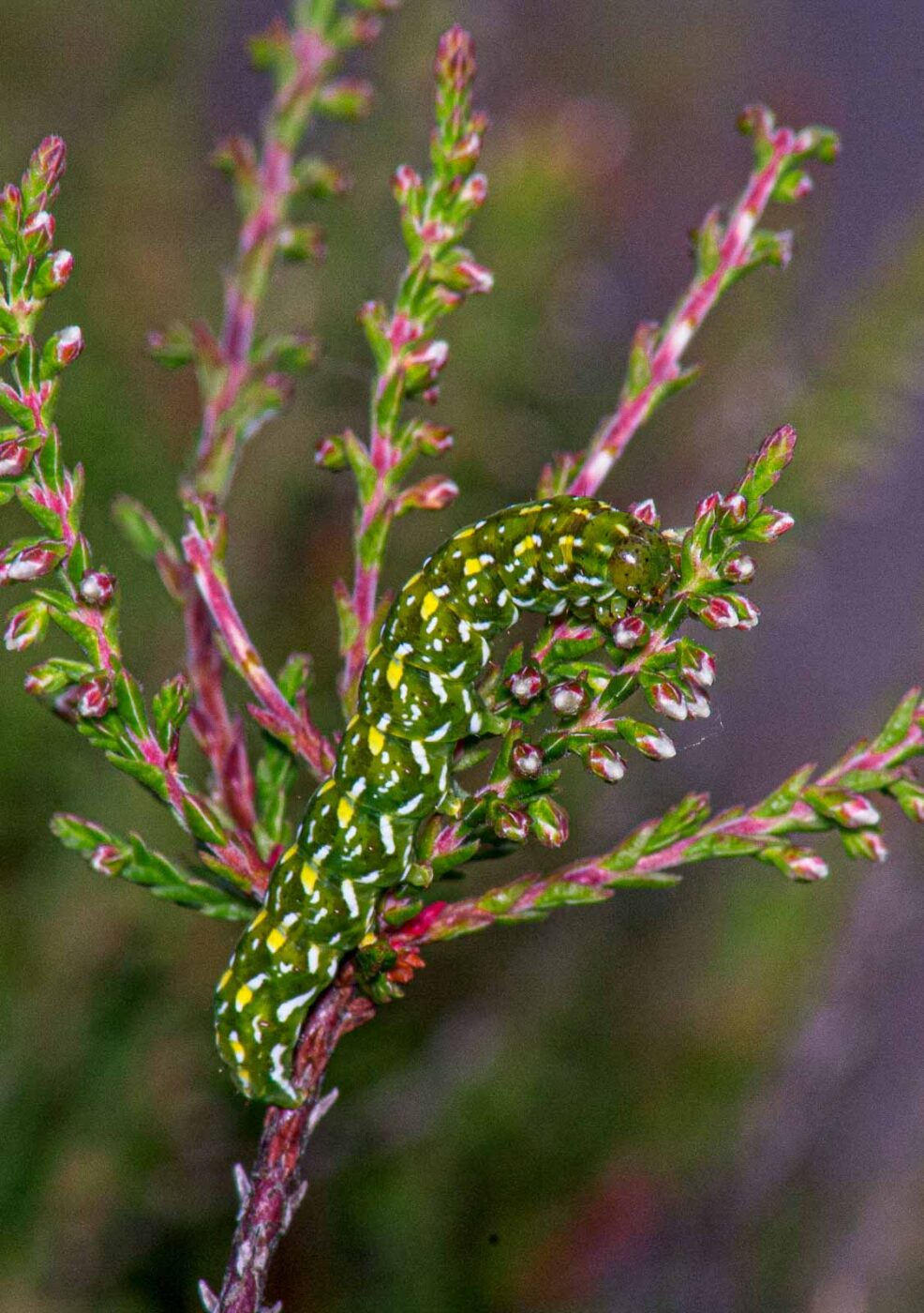 2017-07-13 - NSG Westruper Heide Haltern