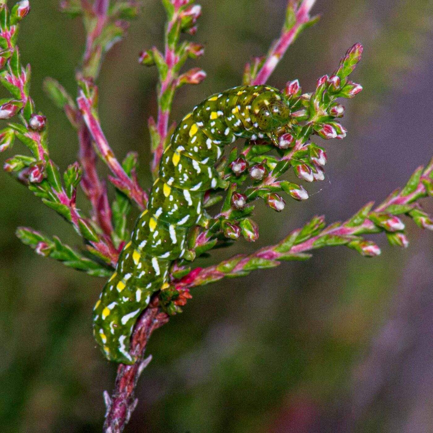 2017-07-13 - NSG Westruper Heide Haltern