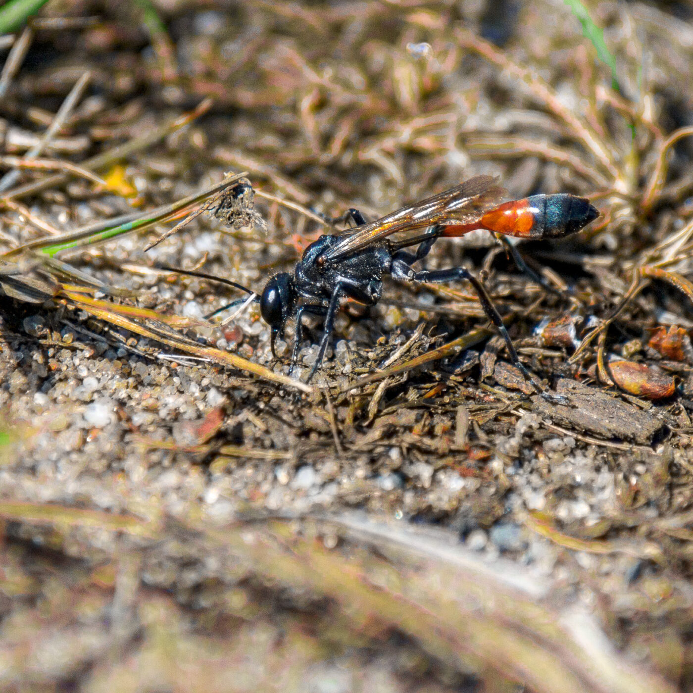 2017-07-13 - NSG Westruper Heide Haltern