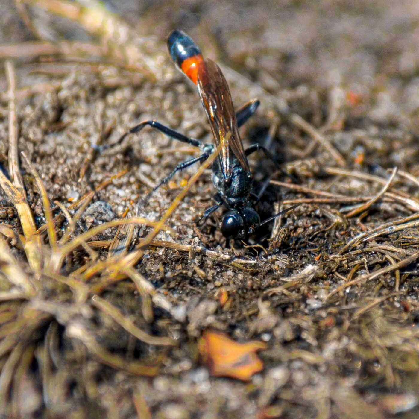 2017-07-13 - NSG Westruper Heide Haltern