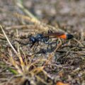 2017-07-13 - NSG Westruper Heide Haltern