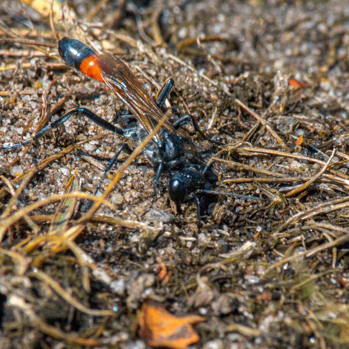 2017-07-13 - NSG Westruper Heide Haltern