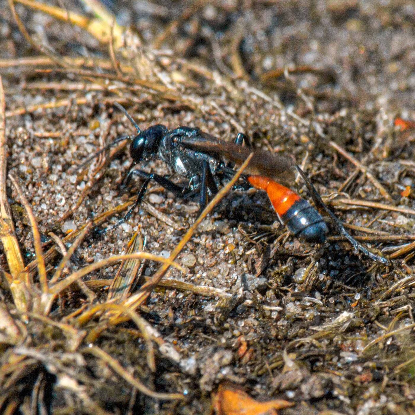 2017-07-13 - NSG Westruper Heide Haltern