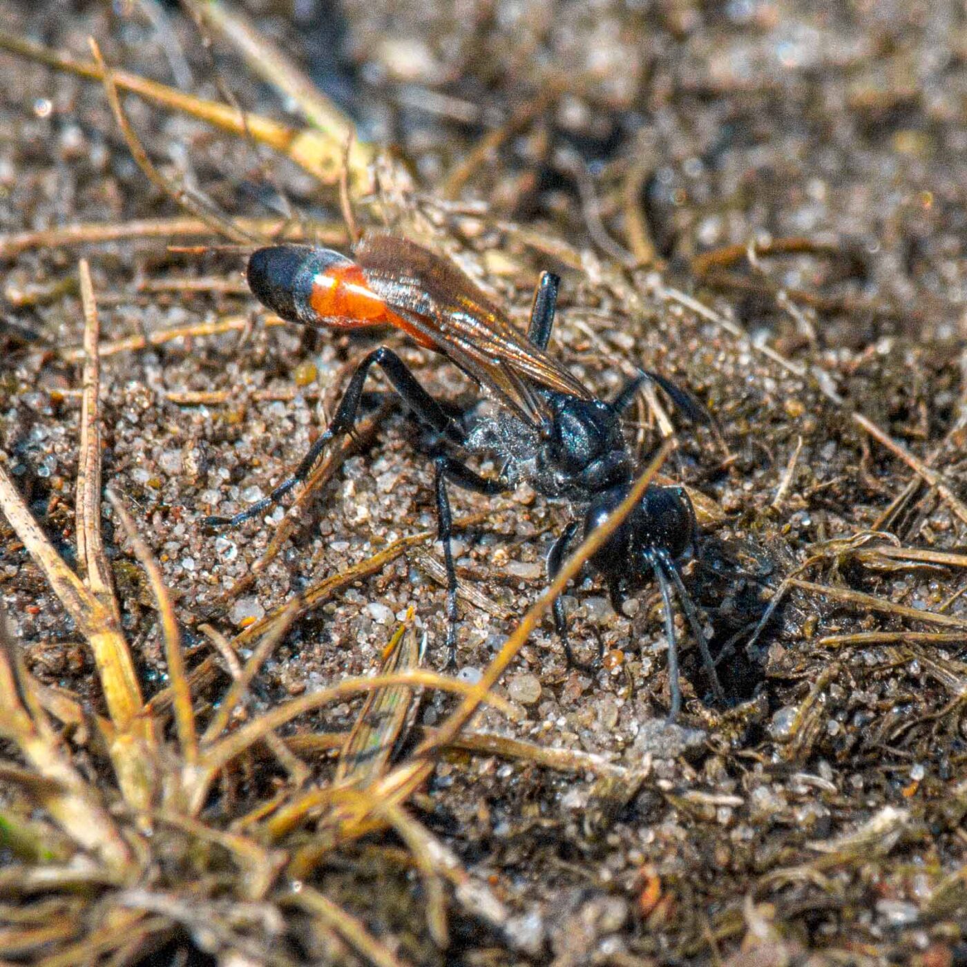 2017-07-13 - NSG Westruper Heide Haltern