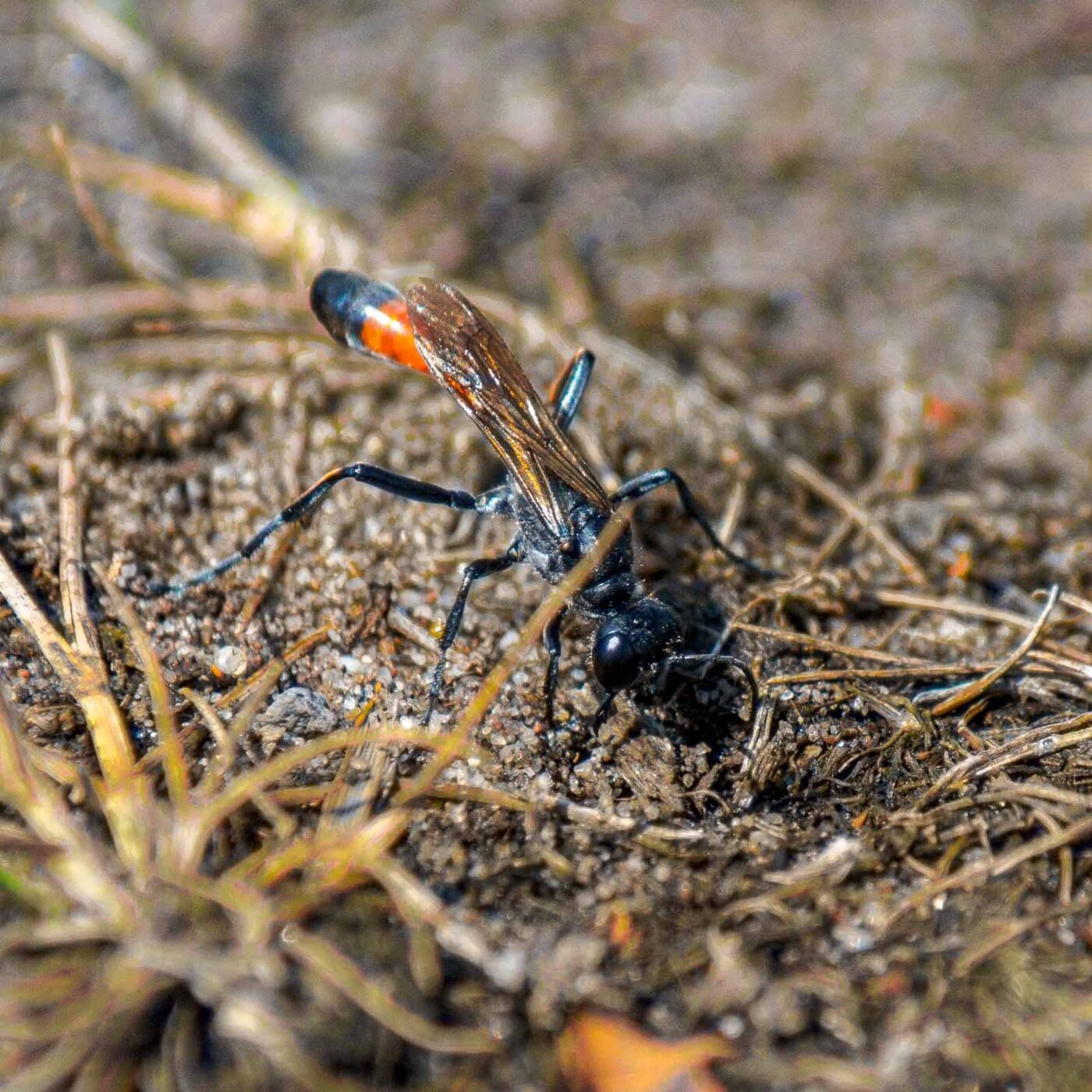2017-07-13 - NSG Westruper Heide Haltern