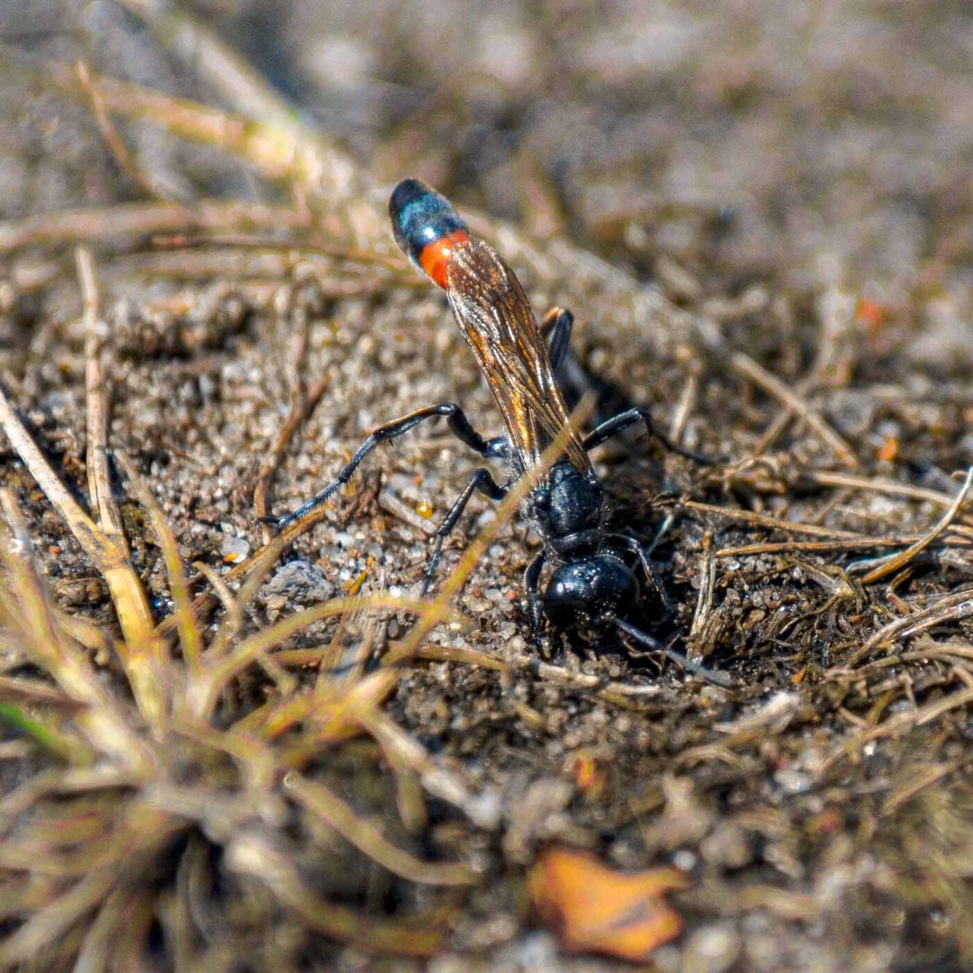 2017-07-13 - NSG Westruper Heide Haltern