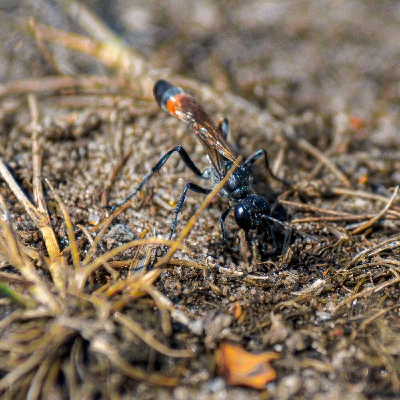 2017-07-13 - NSG Westruper Heide Haltern