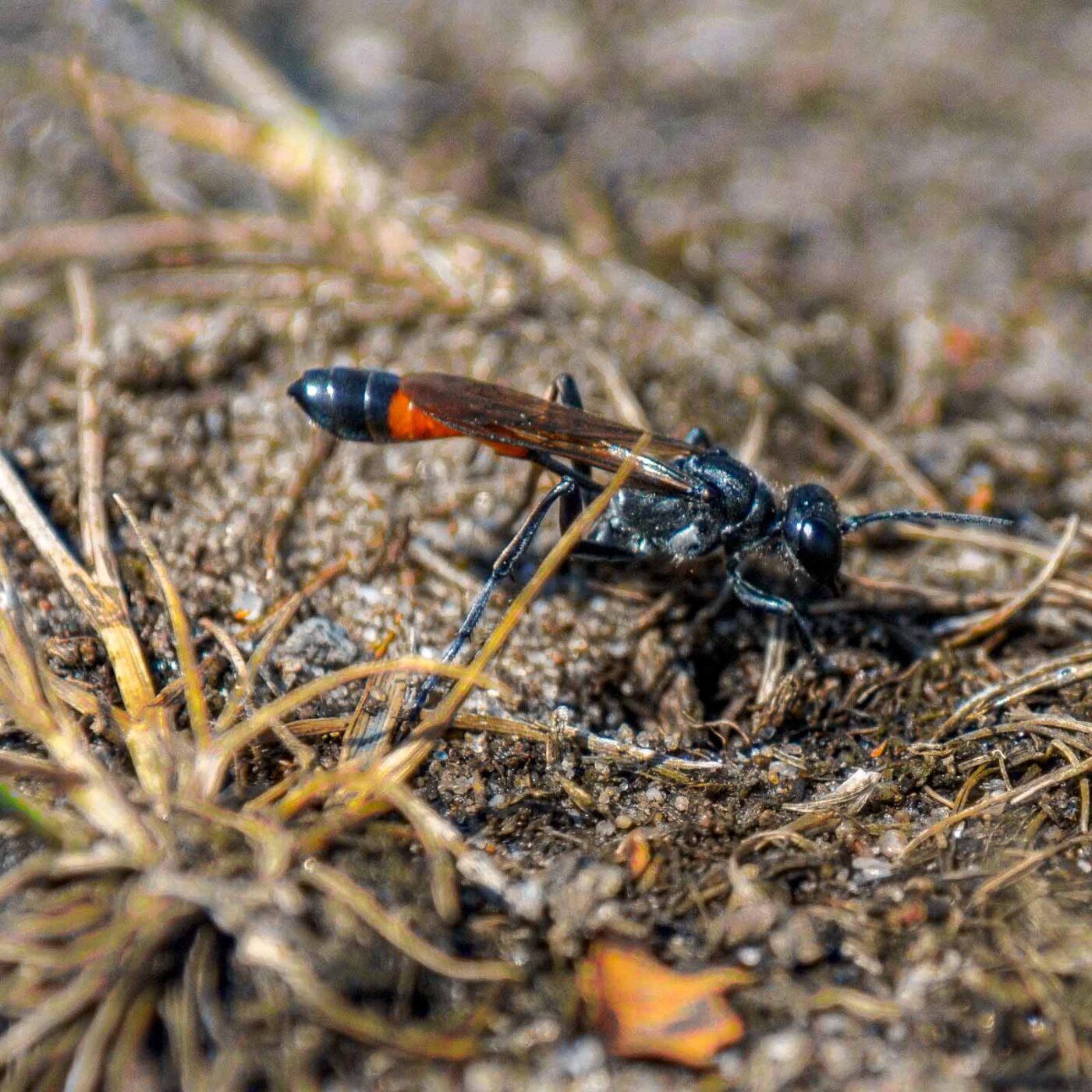 2017-07-13 - NSG Westruper Heide Haltern