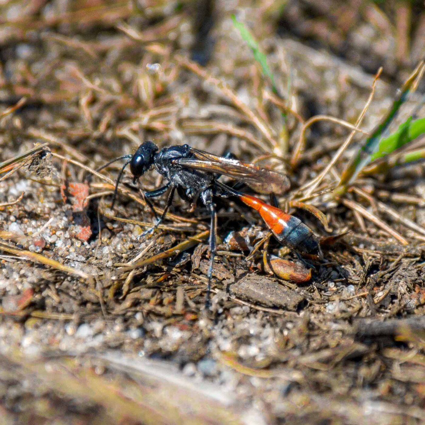 2017-07-13 - NSG Westruper Heide Haltern