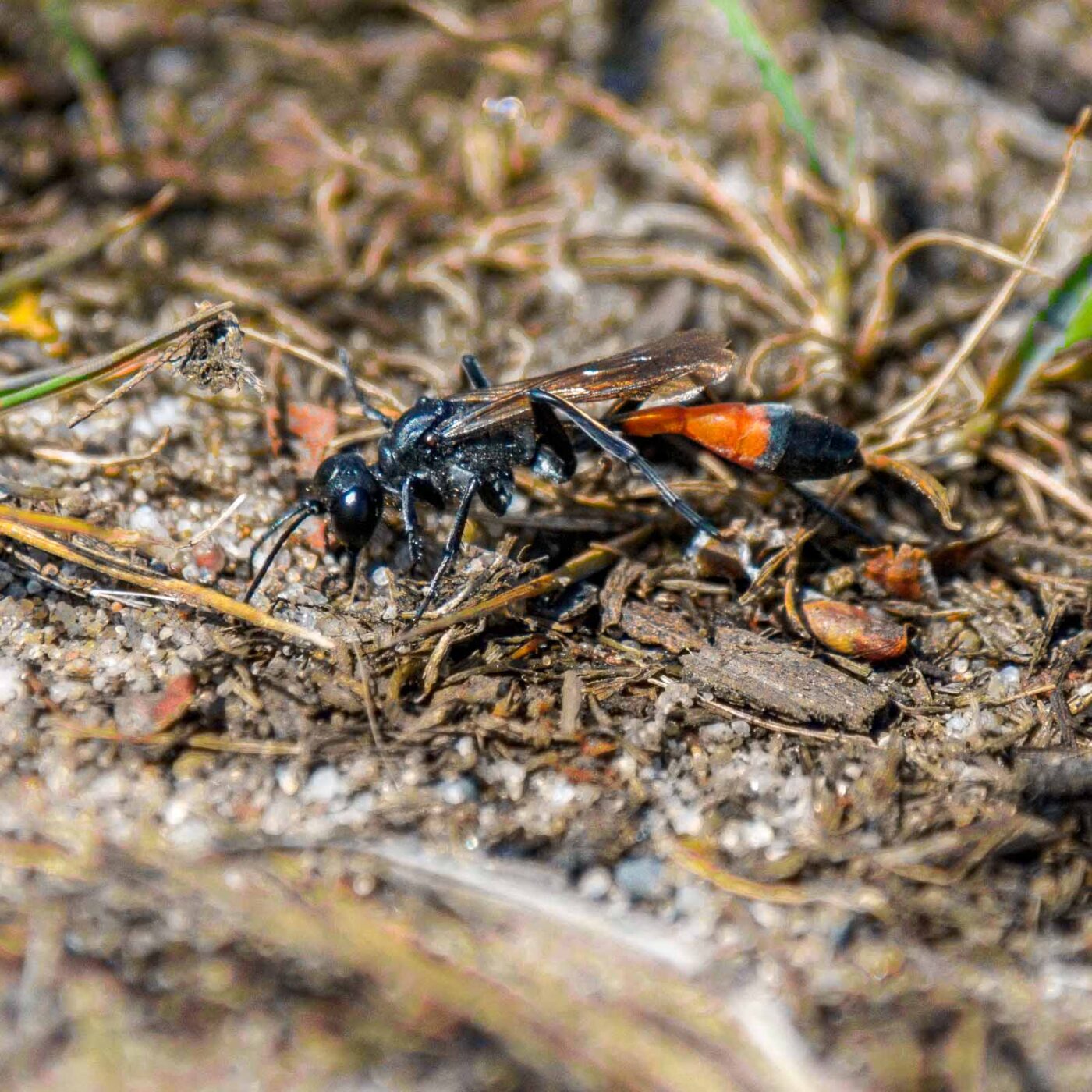 2017-07-13 - NSG Westruper Heide Haltern