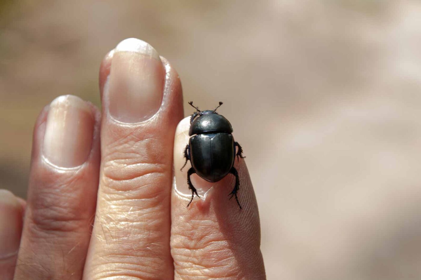 2017-07-13 - NSG Westruper Heide Haltern