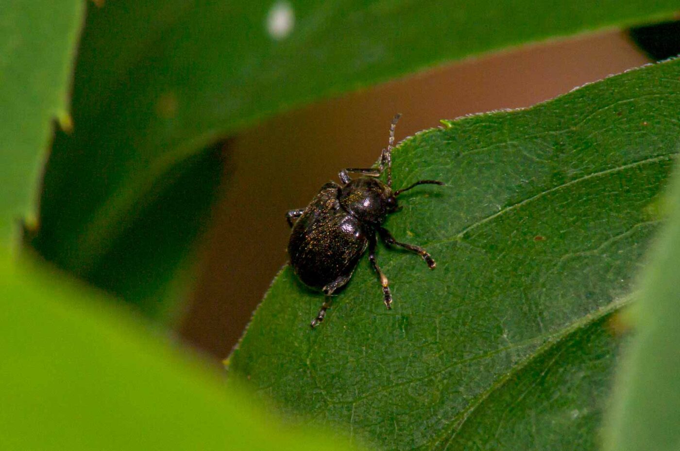 2017-07-14 - NSG Halde Pluto