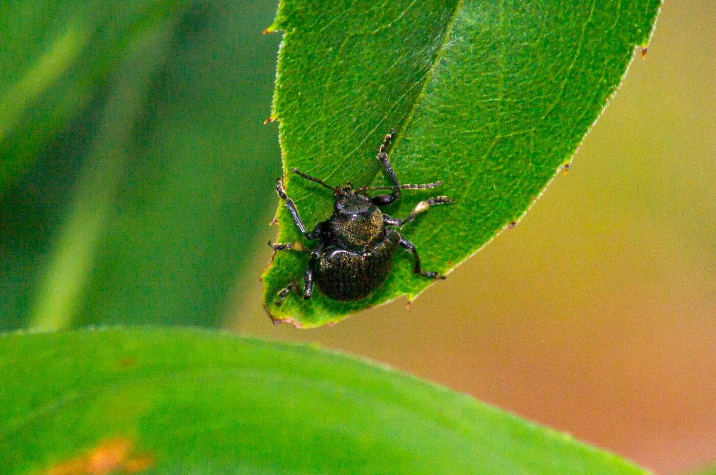 2017-07-14 - NSG Halde Pluto