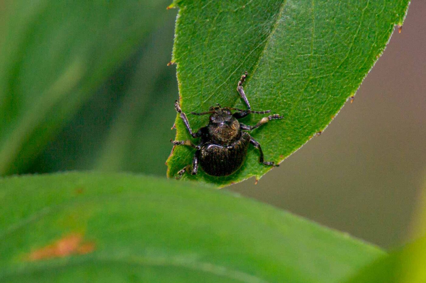 2017-07-14 - NSG Halde Pluto