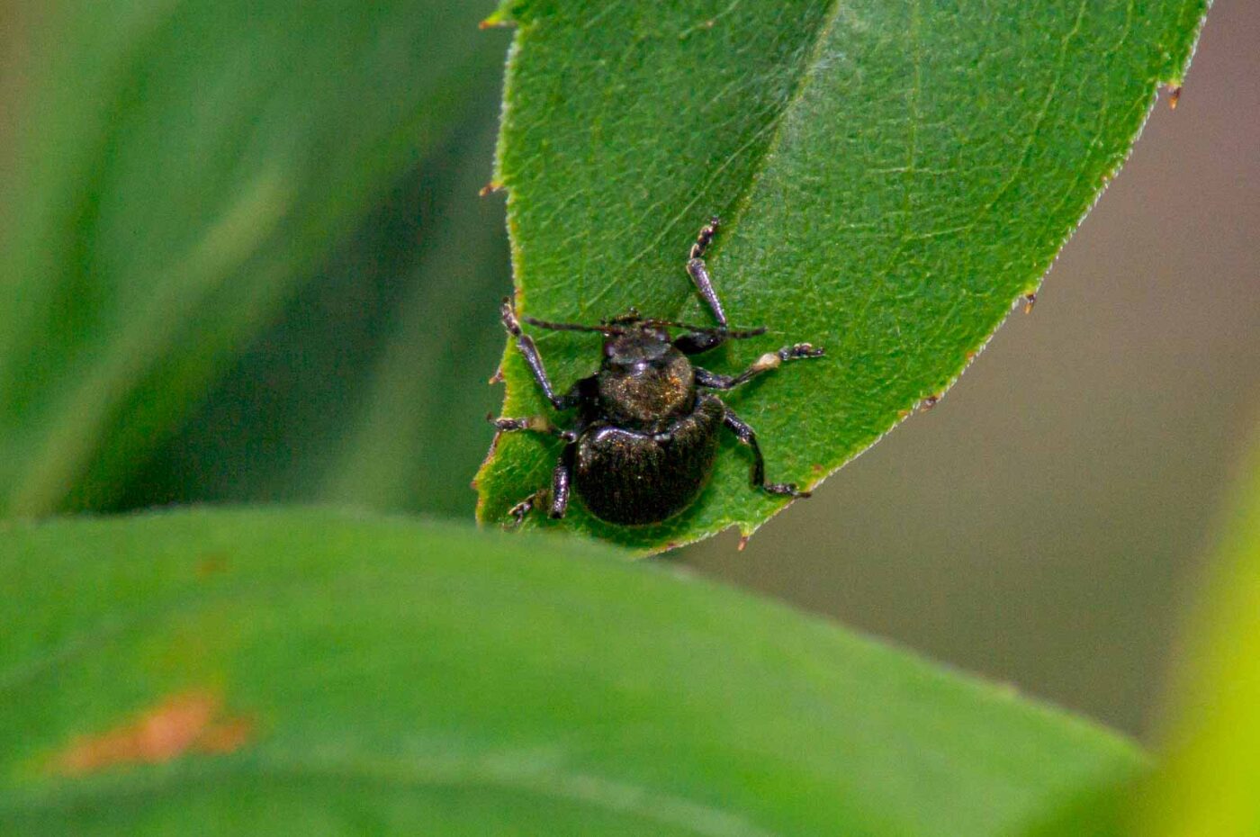 2017-07-14 - NSG Halde Pluto