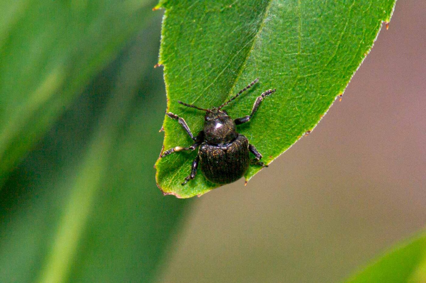 2017-07-14 - NSG Halde Pluto