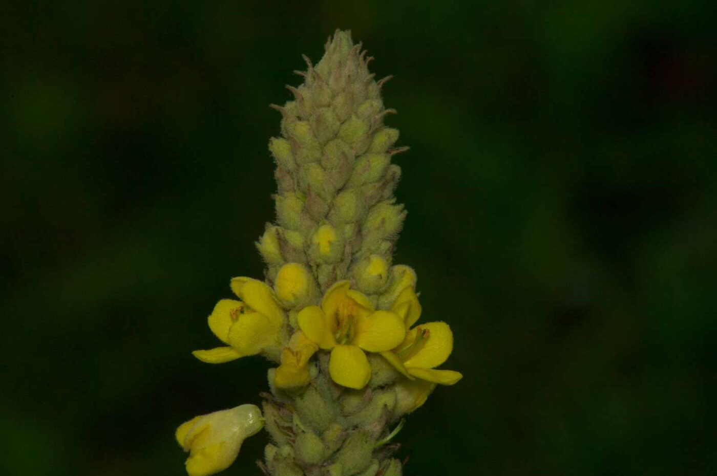 2017-07-14 - NSG Halde Pluto