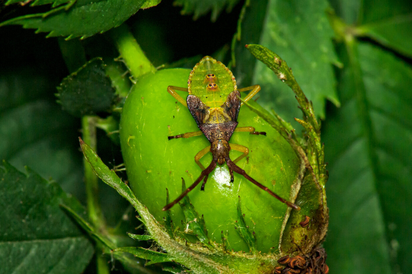 2017-07-14 - NSG Halde Pluto