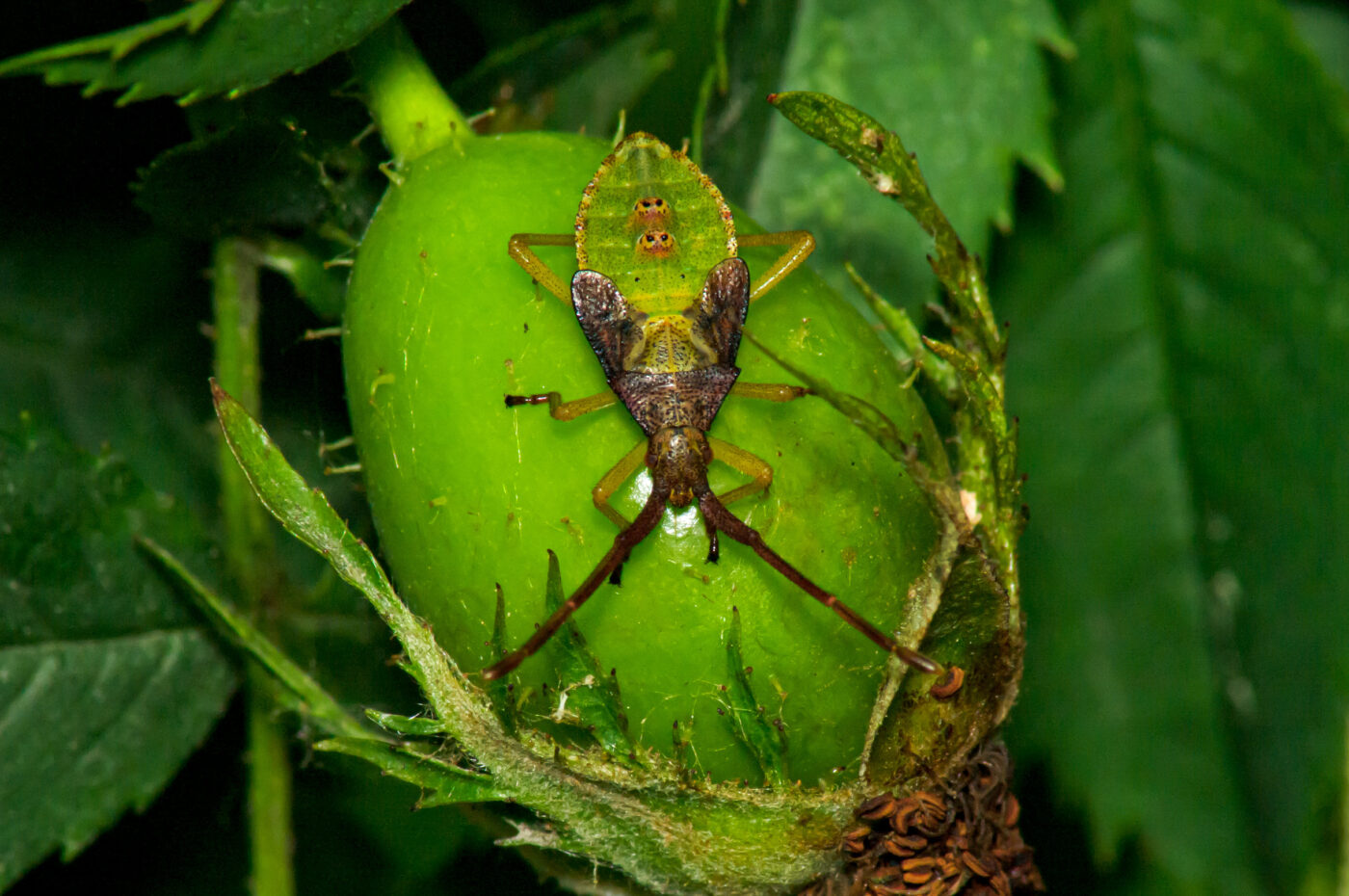 2017-07-14 - NSG Halde Pluto