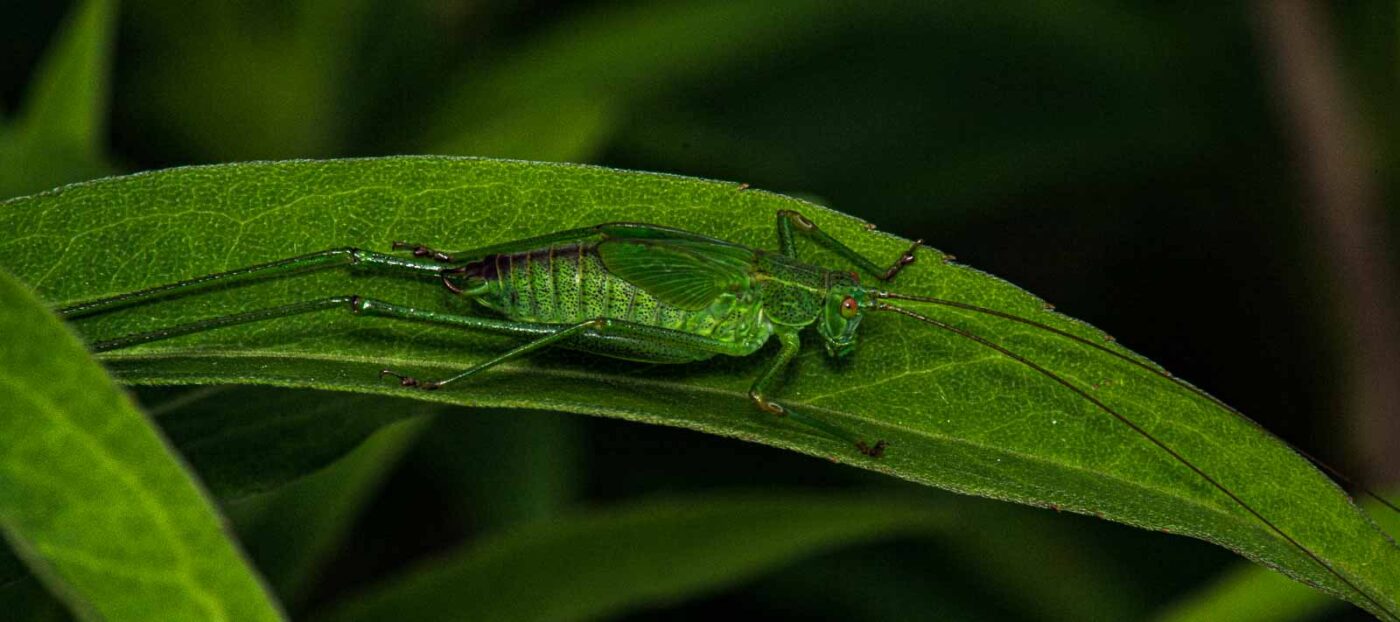 2017-07-14 - NSG Halde Pluto