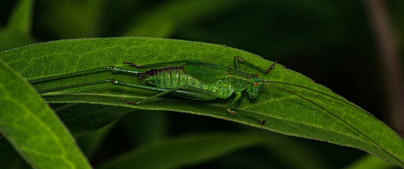 2017-07-14 - NSG Halde Pluto