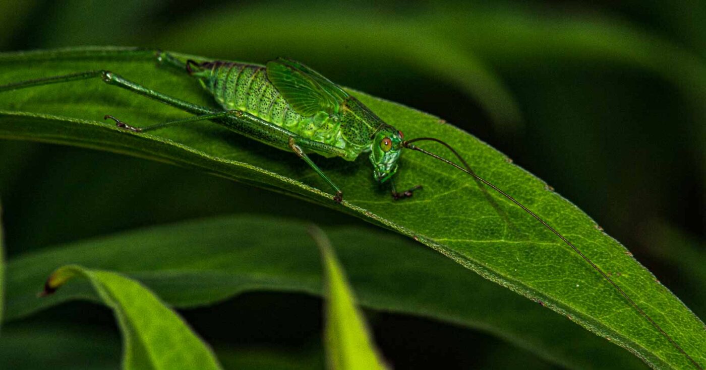 2017-07-14 - NSG Halde Pluto