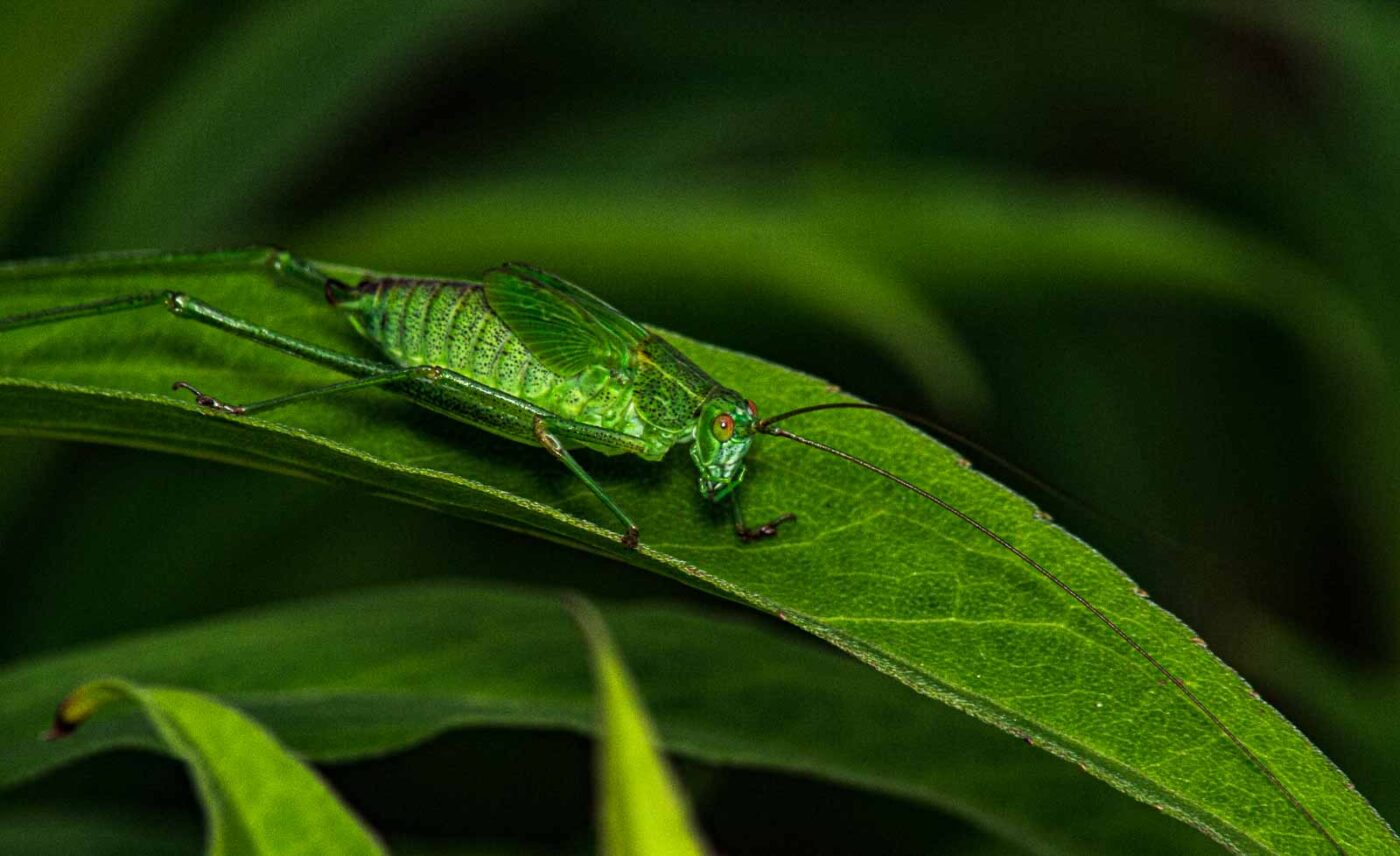 2017-07-14 - NSG Halde Pluto