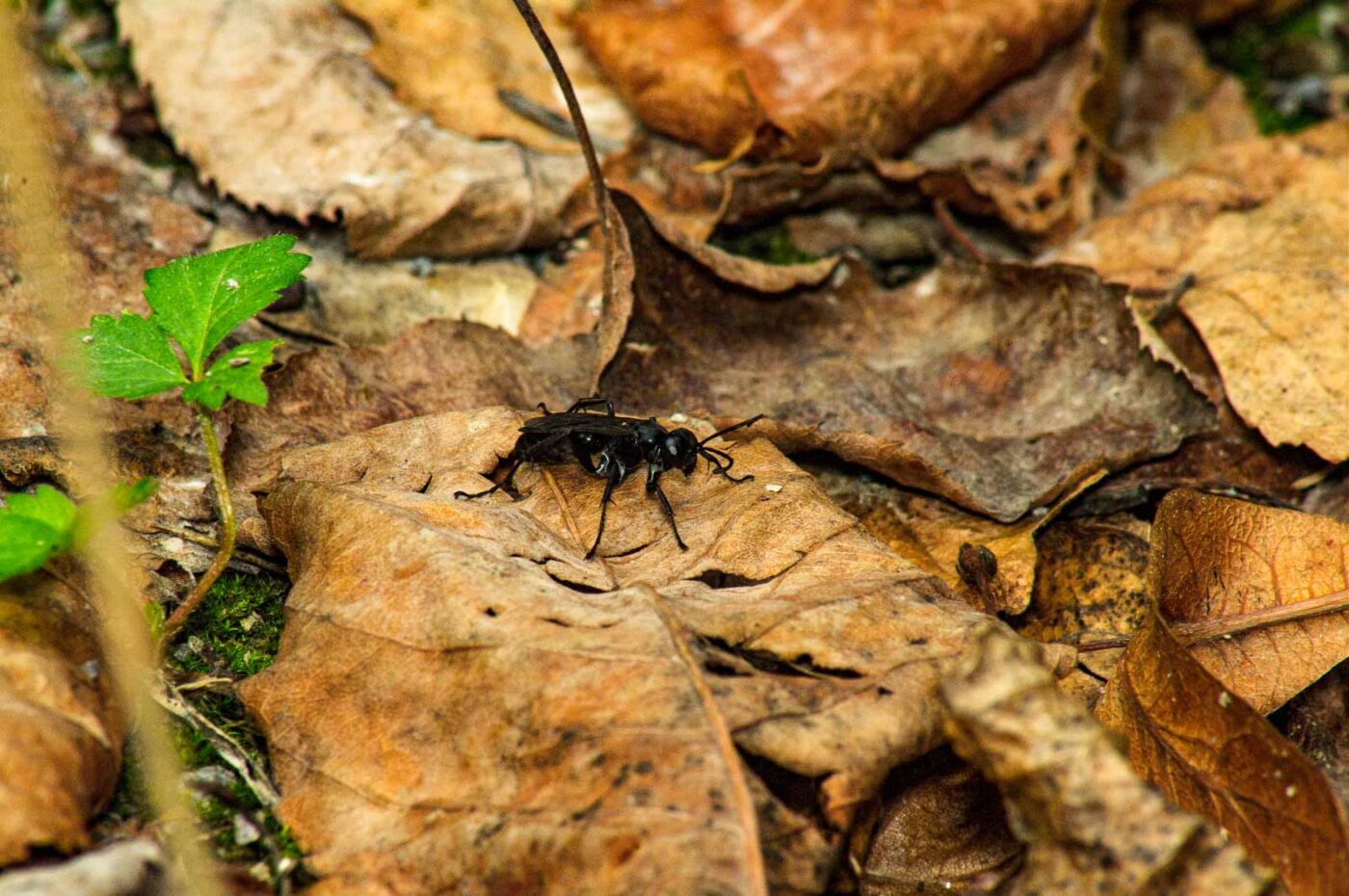 2017-07-14 - NSG Halde Pluto