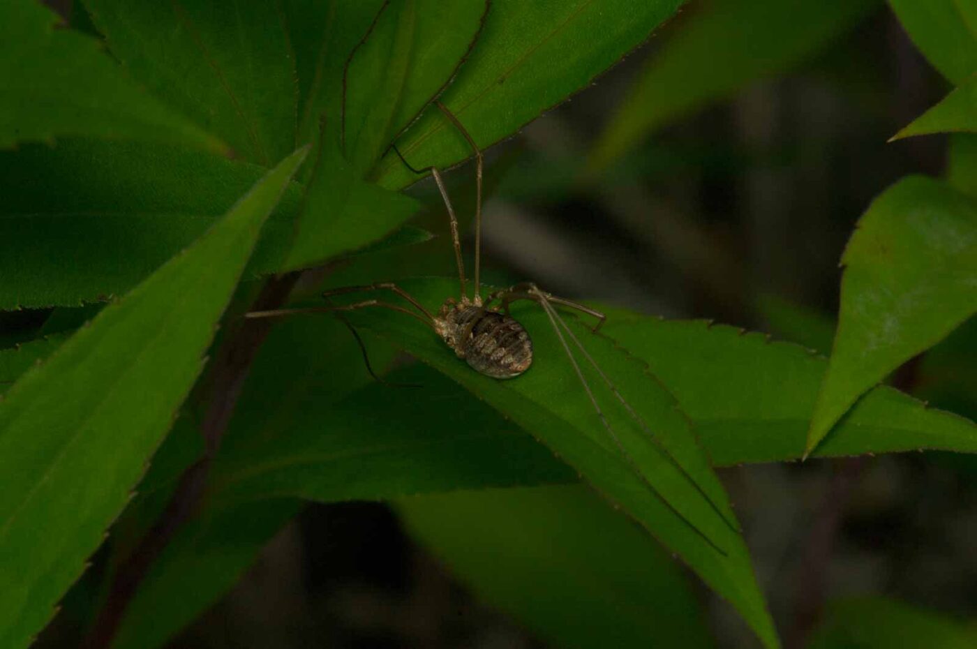 2017-07-14 - NSG Halde Pluto