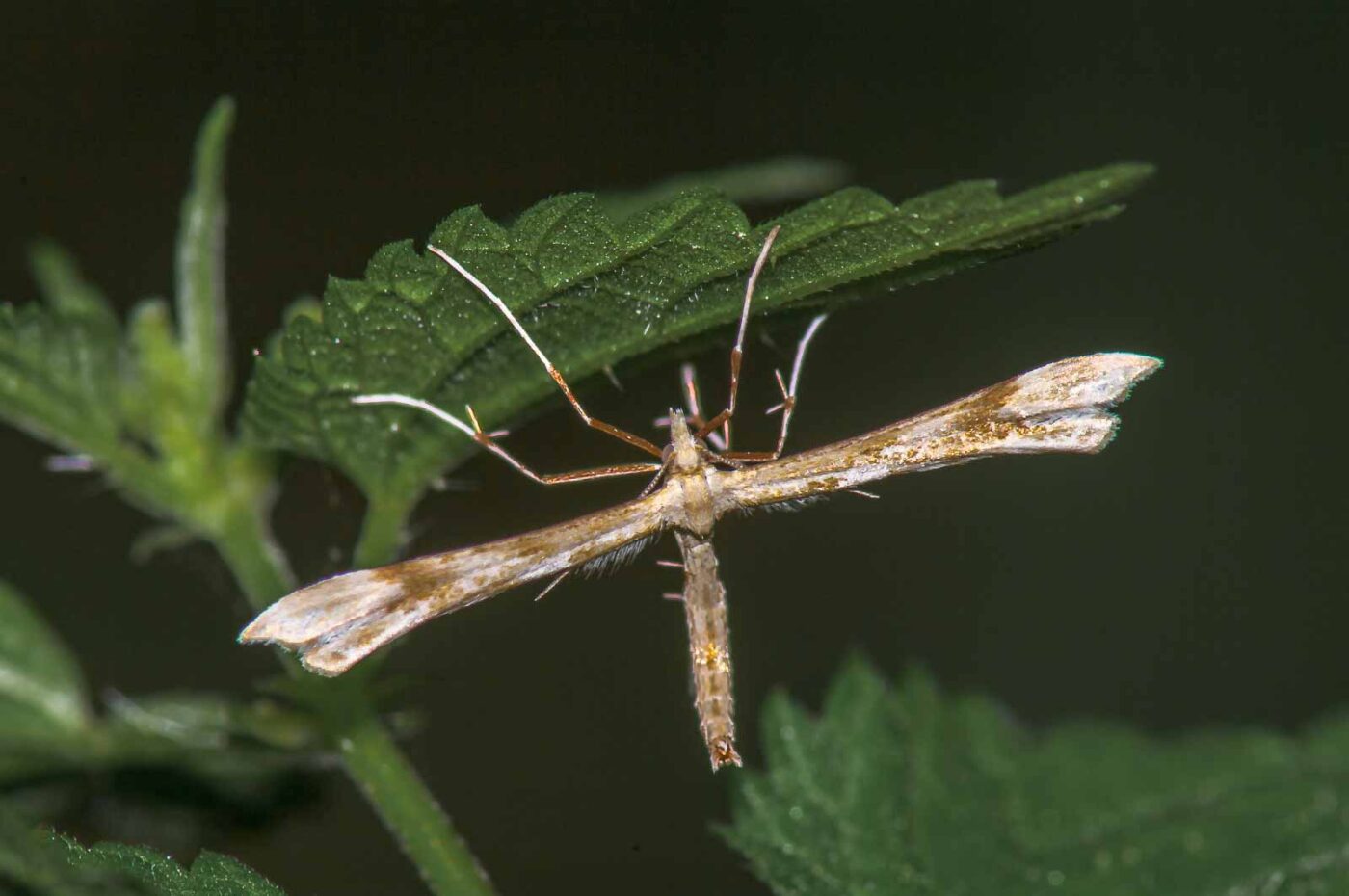 2017-07-18 - NSG Gallberg Hamm